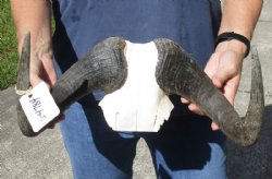 14-1/2 inch wide Female Black Wildebeest skull plate with horns for $37