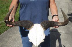 Blue wildebeest skull plate and horns 23-1/2 inches wide for $32