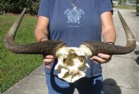 Blue wildebeest skull plate and horns 23-1/2 inches wide - you are buying the skull plate pictured for $60