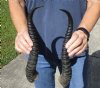 XL Matching pair of Male Springbok horns measuring 14 inches - You are buying the horns shown for $30/pair