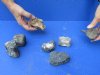 7 piece lot of Fossil Whale Vertebra bones measuring approximately 2to 3 inches. You are buying the lot of whale bones pictured for $32