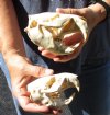 Two piece lot of #2 Grade North American Beaver Skulls (castor) measuring 4-3/4 and 4 inches - You are buying the skulls shown for $30/lot 