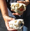 Two piece lot of #2 Grade North American Beaver Skulls (castor) measuring 4-3/4 inches - You are buying the skulls shown for $30/lot 