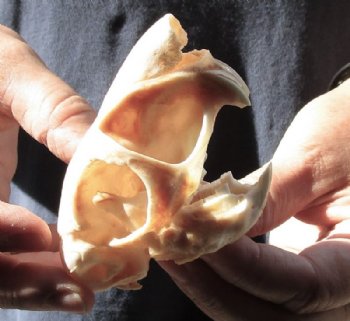 African Spring Hare Skull measuring 3-1/2 inches long for $25