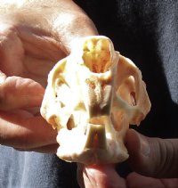 African Spring Hare Skull measuring 3-1/2 inches long for $25