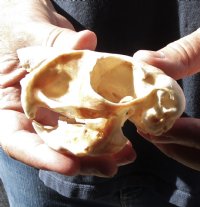 African Spring Hare Skull measuring 3-1/2 inches long for $25