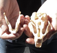 African Spring Hare Skull measuring 3-1/2 inches long for $25