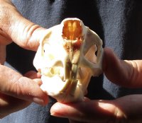African Spring Hare Skull measuring 3-1/2 inches long for $25