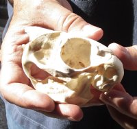 African Spring Hare Skull measuring 3-1/2 inches long for $25