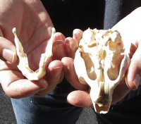 African Spring Hare Skull measuring 3-1/2 inches long for $25