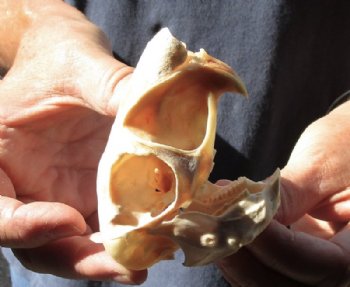 African Spring Hare Skull measuring 3-1/2 inches long for $25