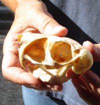 African Spring Hare Skull measuring 3-1/2 inches long.  You are buying the skull pictured for $35