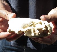 North American River Otter Skull 4-1/4 inches long - You are buying this one for $43