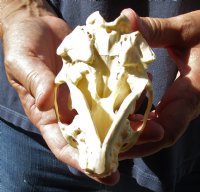North American River Otter Skull 4-1/4 inches long - You are buying this one for $43