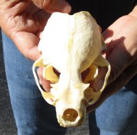 North American River Otter Skull 4-1/2 inches long - You are buying this one for $43
