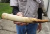 11-inch Straight Hippo Tusk, hippo Ivory, .70 pounds and 40% solid. (You are buying the hippo tusk pictured) for $115.00 (CITES #300162)