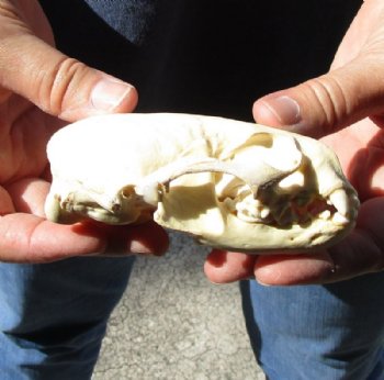 North American River Otter Skull 4-1/4 inches long for $31
