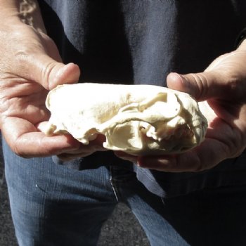 North American River Otter Skull 4-1/2 inches long for $31