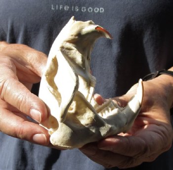 North American Beaver Skull (castor) 4-1/4 inches long for $20