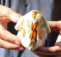 North American Beaver Skull (castor) 4-1/4 inches long for $20