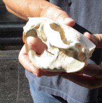 North American Beaver Skull (castor) 4-1/4 inches long for $28