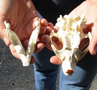 North American Beaver Skull (castor) 4-1/4 inches long for $20