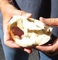 North American Beaver Skull (castor) 4-1/2 inches long for $28