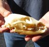 #2 Grade Red Fox Skull measuring 5 inches long. You are buying the skull pictured for $29