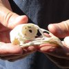 Pheasant skull for sale 2-3/4 inches long - you are buying the skull pictured for $20.00