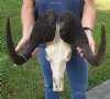16-1/2 inch wide African Male Black Wildebeest Skull and Horns - You are buying the black wildebeest skull pictured for $105