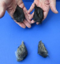 4 piece lot of Wild Boar ears measuring 3 to 4 inches long - $5