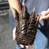 One Preserved in formaldehyde Florida Alligator Foot/Feet for sale 10-1/2 inches long - you are buying the foot pictured for $50