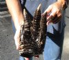 One Preserved in formaldehyde Florida Alligator Foot/Feet for sale 10-3/4 inches long - you are buying the foot pictured for $50