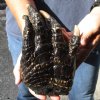 One Preserved in formaldehyde Florida Alligator Foot/Feet for sale 8-3/4 inches long - you are buying the foot pictured for $29