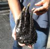 One Preserved in formaldehyde Florida Alligator Foot/Feet for sale 9-1/2 inches long - you are buying the foot pictured for $29