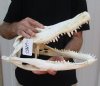 17-1/2 inch #2 Grade Discounted/Damaged Florida Alligator Skull from an estimated 9 foot gator - You are buying the gator skull shown for $95.00