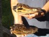 2 piece lot of 7-3/4 and 8 inch Sun Dried Alligator Skulls - You are buying the gator skulls shown for $15/lot