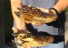 2 piece lot of 8 and 8-1/2 inch Sun Dried Alligator Skulls - You are buying the gator skulls shown for $15/lot