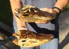 2 piece lot of 8 and 8-1/2 inch Sun Dried Alligator Skulls - You are buying the gator skulls shown for $15/lot