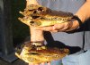 2 piece lot of 7-3/4 and 8-1/2 inch Sun Dried Alligator Skulls - You are buying the gator skulls shown for $15/lot
