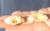 2 piece lot of H.Diadeam leaf-nosed Bat Skulls (Hipposideros diadema) both measuring 1-1/4 inches long. The jaws are glued shut - You are buying the bat skulls in the photo for $36/lot