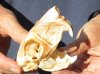 #2 Grade African Spring Hare Skull measuring 3-1/2 inches long.  This is a discounted/damaged skull - it may have damage, missing teeth, discoloration, holes, etc. - Review all photos carefully. You are buying the skull pictured for $20.00 