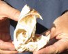 #2 Grade African Spring Hare Skull measuring 3-1/2 inches long.  This is a discounted/damaged skull - it may have damage, missing teeth, discoloration, holes, etc. - Review all photos carefully. You are buying the skull pictured for $20.00 