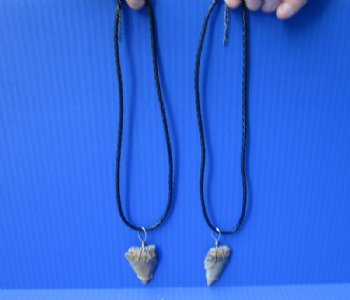 2 pc lot of Fossil Mako shark tooth necklaces - $39
