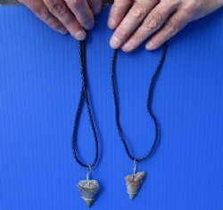 2 piece lot of Fossil Great White and Mako shark tooth necklaces - $39/lot