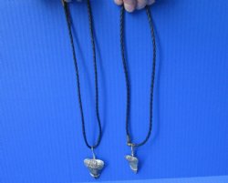 2 piece lot of Fossil Great White shark tooth necklaces - $39/lot