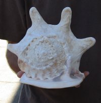10 inch Yellow Helmet, Horned Helmet Shell for coastal home decorating - You are buying the shell pictured for $20