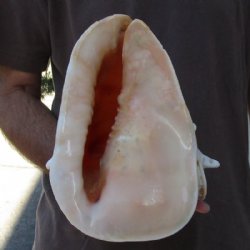 10 inch Yellow Helmet, Horned Helmet Shell for coastal home decorating - Buy Now for $14