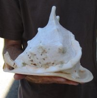 10 inch Yellow Helmet, Horned Helmet Shell for coastal home decorating - Buy Now for $14