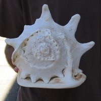 10 inch Yellow Helmet, Horned Helmet Shell for coastal home decorating - Buy Now for $14